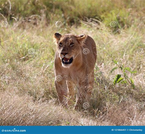 Lioness In Kenya Near 4x4 Safari Vehicle Stock Image Image Of Hide