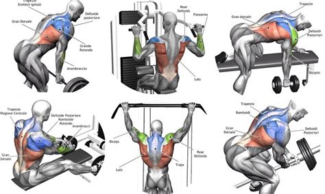 Building Back Muscles Mass Building Back Exercises