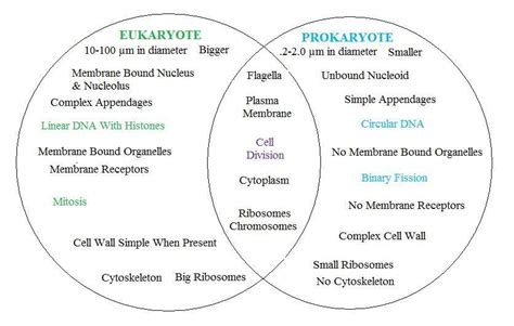 Prokaryotic And Eukaryotic Cells Worksheet