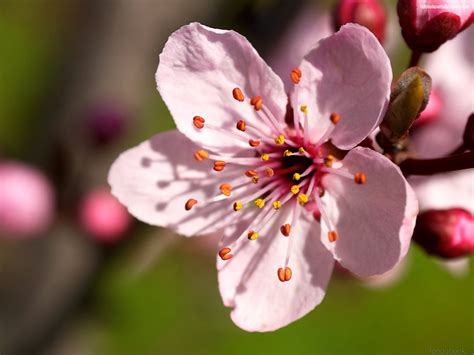 Que Significa La Flor De Cerezo En Japon