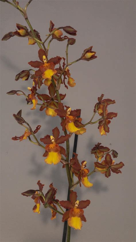 Oncidium Catatante Orange Kiss In Bloom Orchids