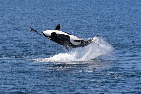 Orca Breaching A Female Orca Teaching Her Calf To Hunt S Flickr
