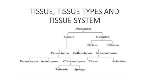 Tissue Tissue Types And Tissue System