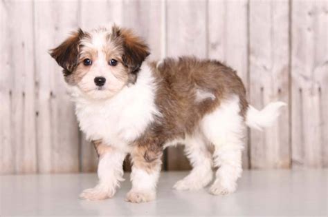 Papichon Puppies for Sale | Puppies Online, OH