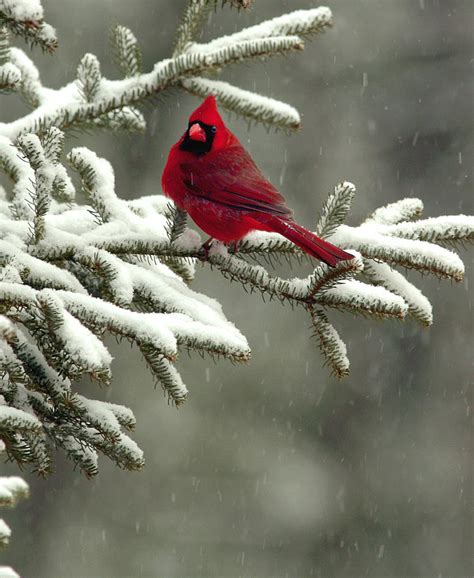 Red Cardinal In Winter Photograph By J Brett Whitesell Fine Art America