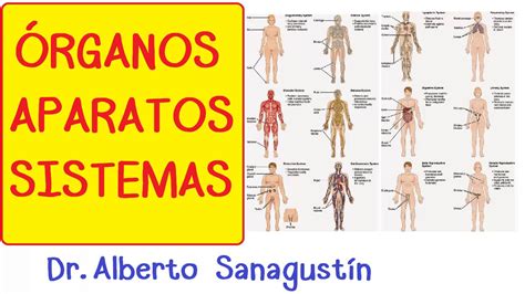 Órganos Aparatos Y Sistemas Introducción Cuerpo Humano Youtube