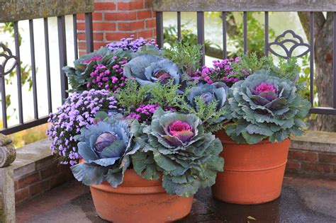 The 25 Best Ornamental Cabbage Ideas On Pinterest Fall