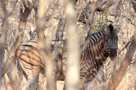 Beasts Of Botswana Zebras Venturesome Overland