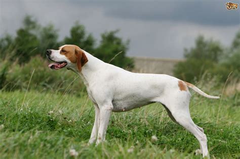 Pointer Dog Breed Information Buying Advice Photos And Facts Pets4homes