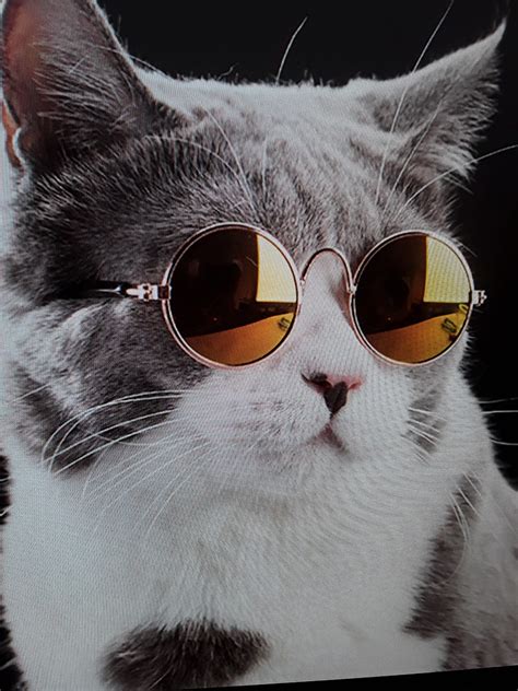 Cool Cat Glasses Hd Phone Wallpaper Peakpx