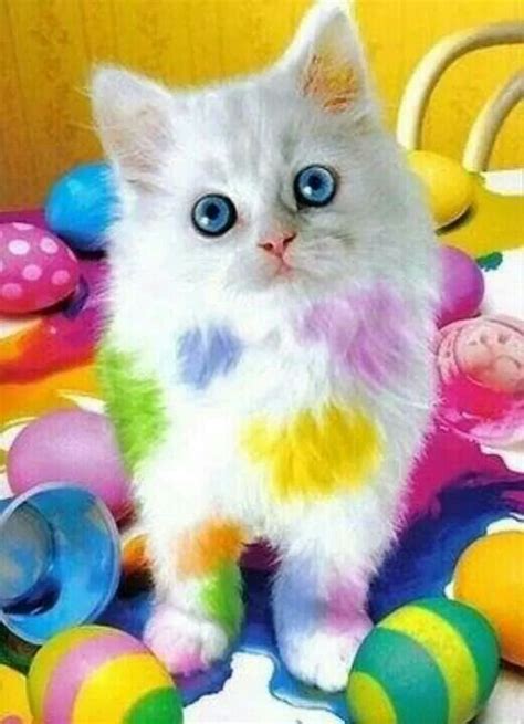 Easter Kitty Chat Fou Chats Et Chatons Cute Kittens