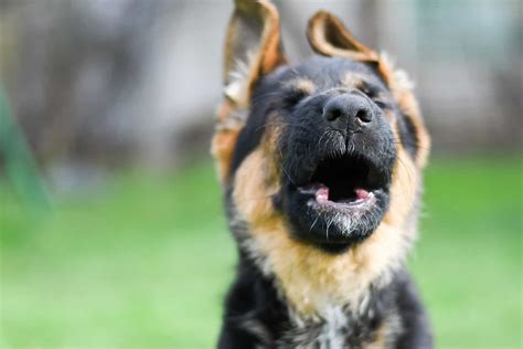 German Shepherd Howling 9 Causes And How To Prevent It