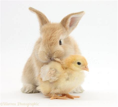 Cute Sandy Bunny And Yellow Bantam Chick Photo Wp38023