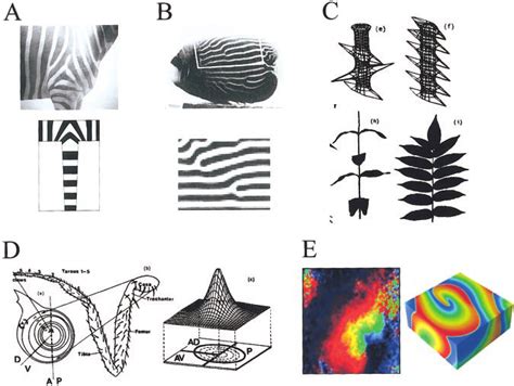 Models Of Biological Pattern Formation Based On Coupling Short Range