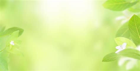 Nature Of Fresh Green Leaf On Blurred Greenery Background And Sun With