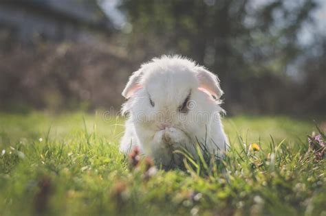 White Bunny Rabbit With Blue Eyes In Spring Easter Time Stock Image