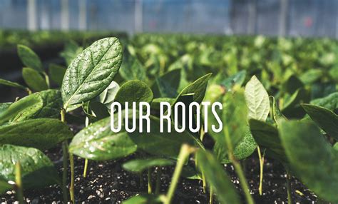 Our Roots — Alpine Fresh