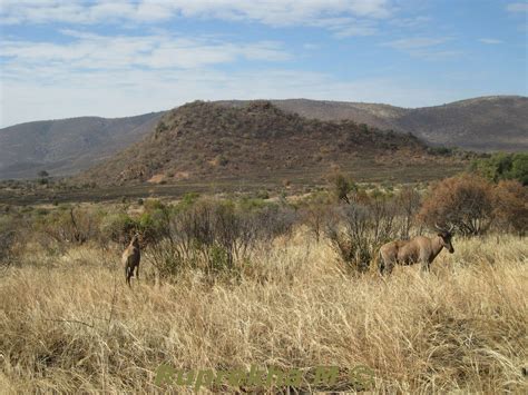 Feelings Pilanesberg Game Reserve South Africa