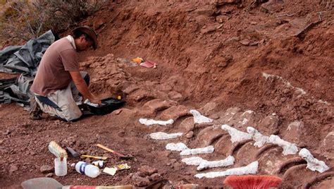 Argentina Largest Dinosaur Fossil Ever Discovered In Patagonia World Today News