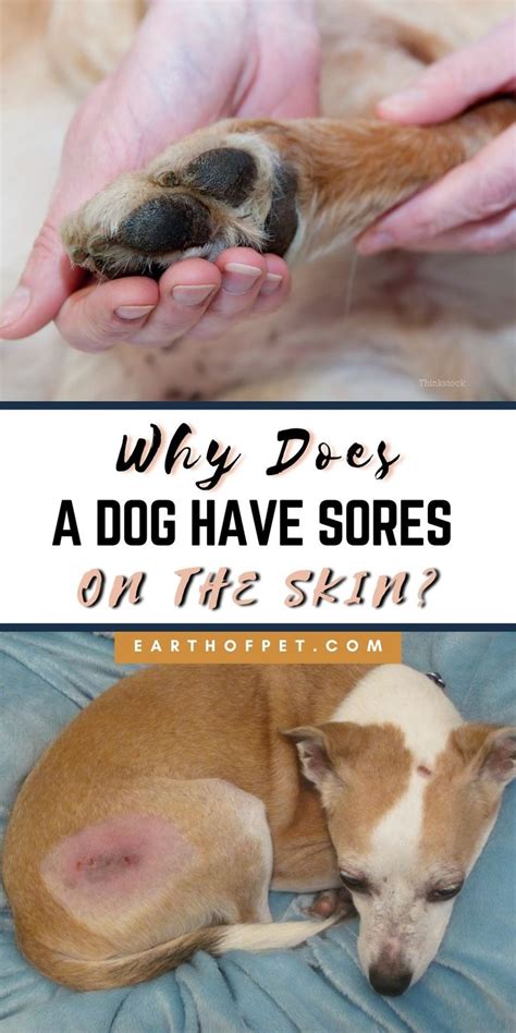 Causes Of Dog Skin Sores And Lesions Pictures Video Treatment Tips