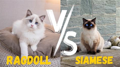 Ragdoll Cat Vs Siamese 10 Differences You Need To Know Youtube