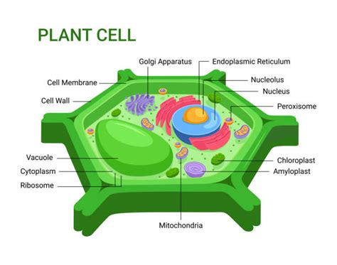 Plant Cell Illustrations Royalty Free Vector Graphics And Clip Art Istock