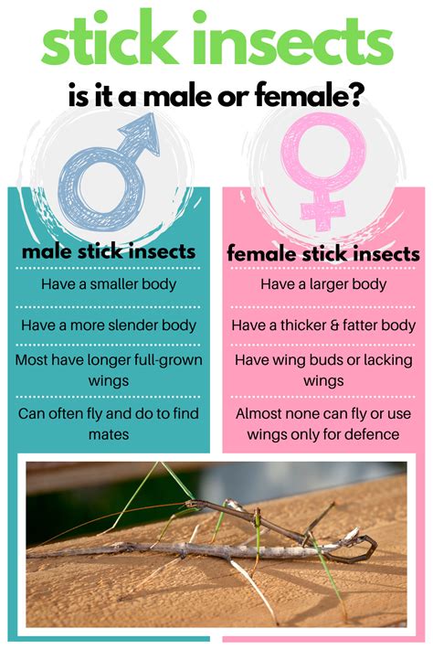 Stick Insects Male Vs Female Male Vs Female Thick Fat Slender Body