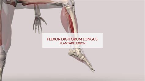 Flexor Digitorum Longus Function Plantarflexion D Animation Youtube