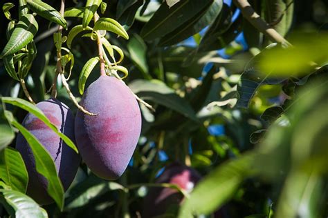 Mango 7 Varieties Of A Tropical Global Passion Brazilian Farmers