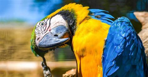Parrot Bird Facts Az Animals