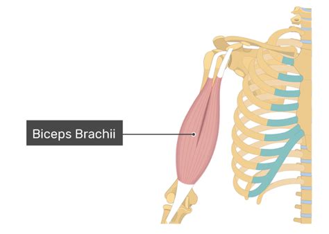 Biceps Brachii Action