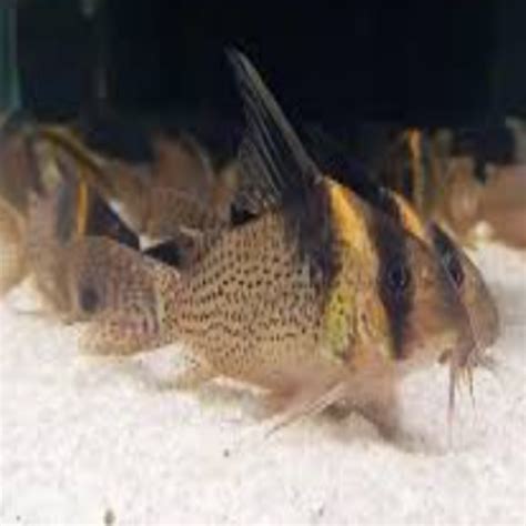 Corydoras Brevirostris Cw27 Hi Fin Nano Tanks Australia Aquarium Shop