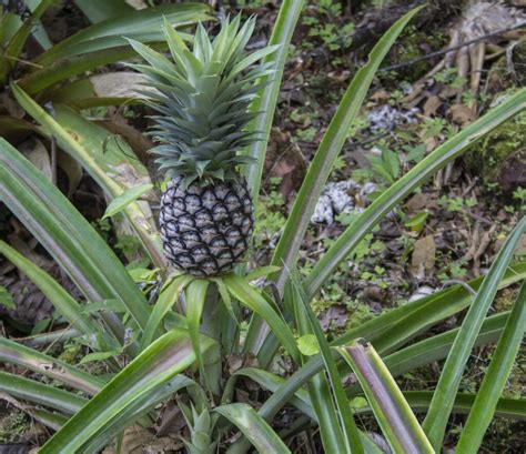 Ananaspflanze Pflege Tipps Und Tricks Für Gesunde Und Glückliche