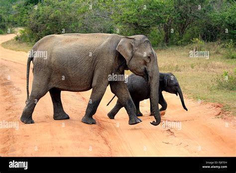 Sri Lankan Elephant Asian Elephant Female With Young Is Crossing