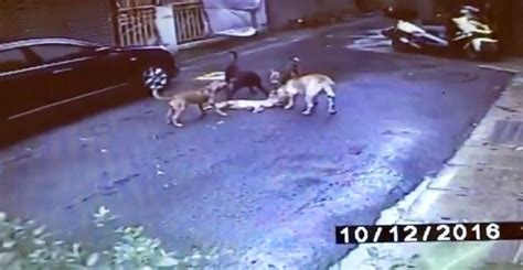 《taipei Times 焦點》 Dogs Being Trained To Kill Stray Cats In Taipei