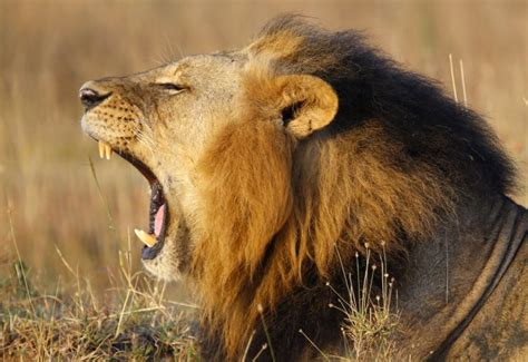 Singa Dibunuh Afrika Terancam Tak Lagi Jadi Tujuan Wisata