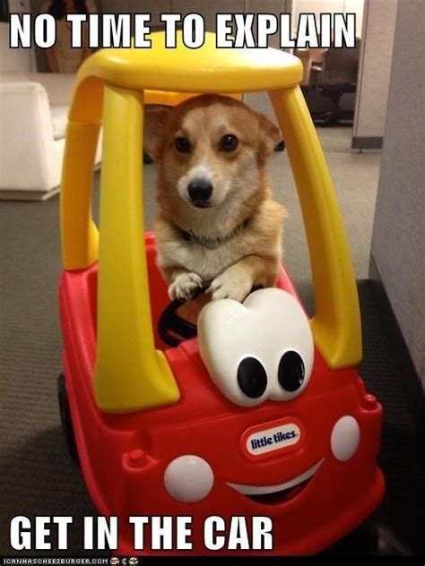 Top 23 Car Memes Funny Dog Memes Funny Animals Cute Funny Animals