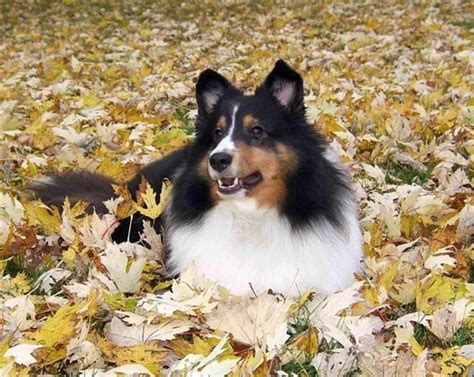 Pin By Teddy The Dog Apparel On Fall In Love With Teddy Corgi