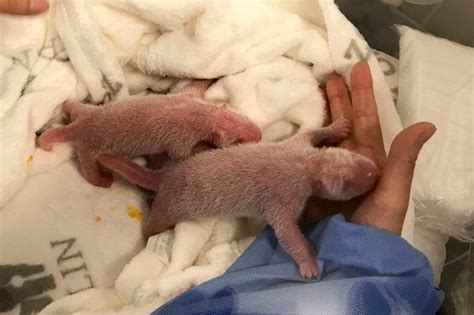 Twin Pandas Born At Berlin Zoo Courthouse News Service