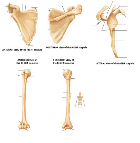 Lab 6 Upper Appendicular Skeleton Diagram Quizlet