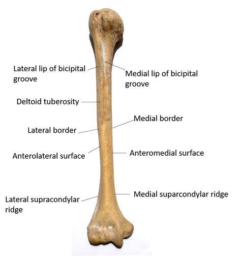 Anatomy Of Humerus Bone