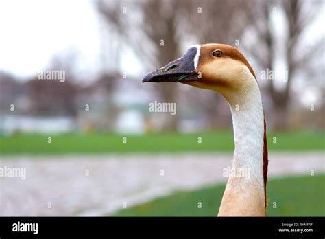 Close Up Of A Rare Anser Cygnoides Swan Goose Head With Long Neck In