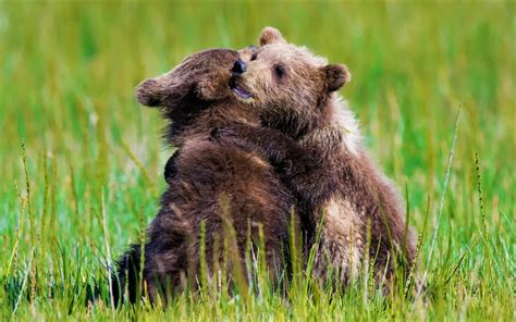 Two Bear Cubs Hugging