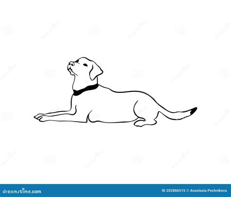 Labrador Laying Dog In Doodle Style Stock Vector Illustration Of