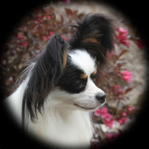 See more ideas about grand rapids, grand rapids michigan, grand rapids mi. Playtyme Papillons, Papillon Breeder in Greater Grand ...