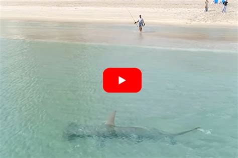 Drone Footage Captures 14 Foot Hammerhead Shark Hunting Migrating
