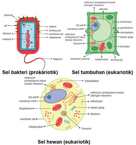Pengertian Sel Prokariotik Dan Sel Eukariotik