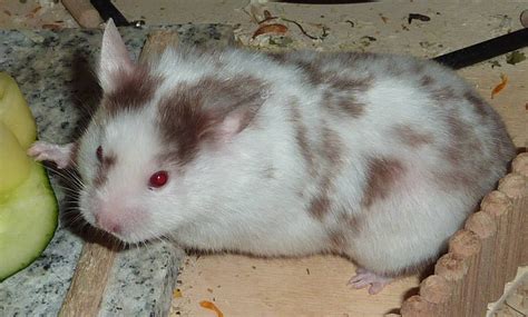 Syrian Hamster Colors Genetics Guidetraveling