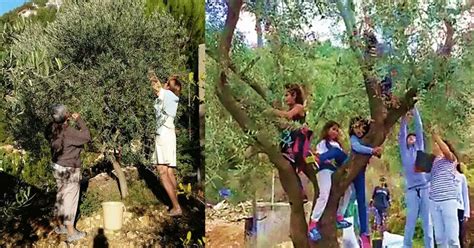 Why Lebanese Love Olive Picking During The Harvest Season