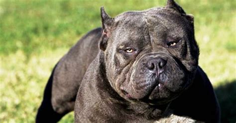 In fact, they are often very sweet dogs that are just dedicated to protecting their loved ones. 25 Most Dangerous Dog Breeds